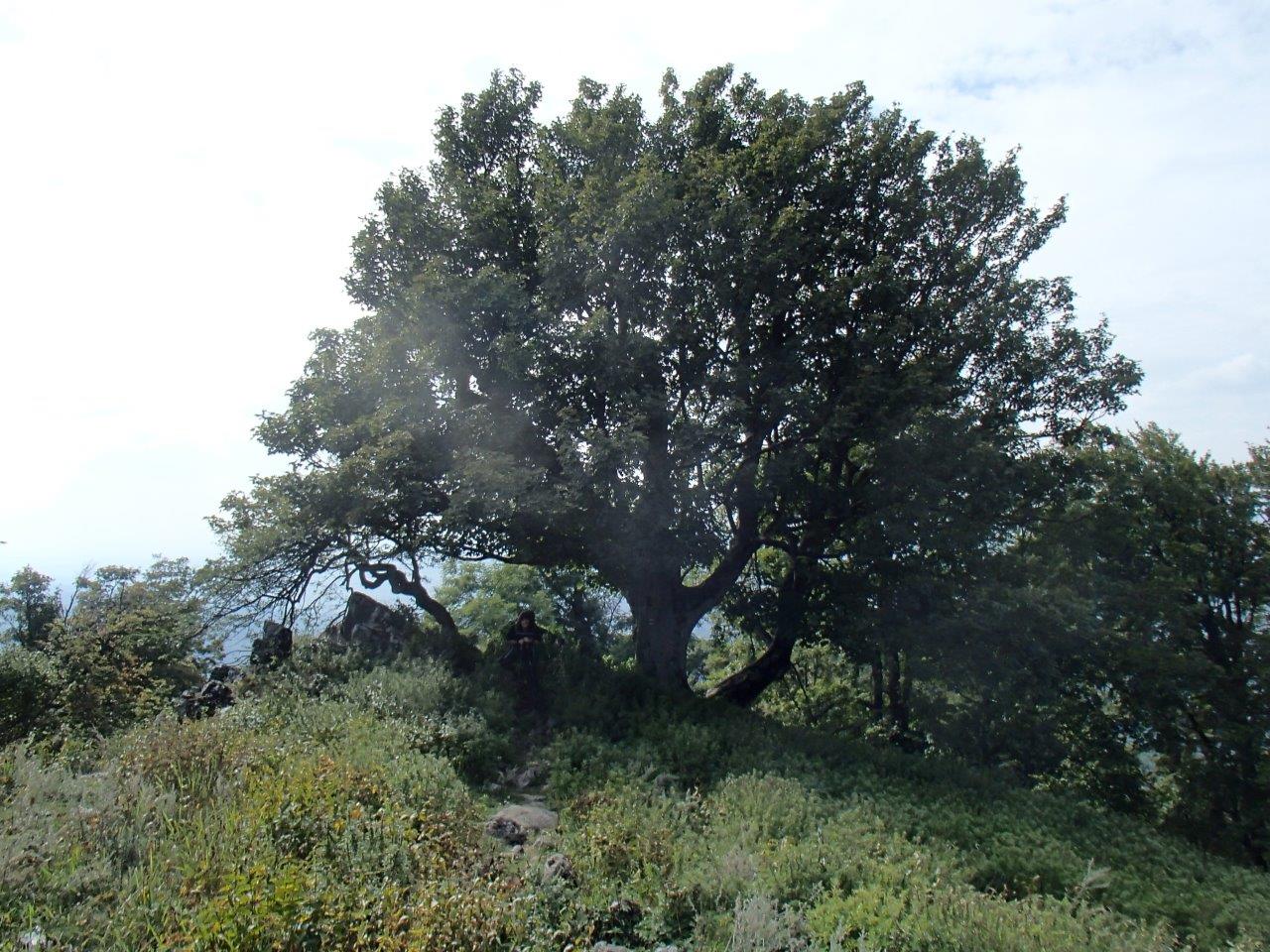 Vysoka Peak Hike in the Little Carpathians